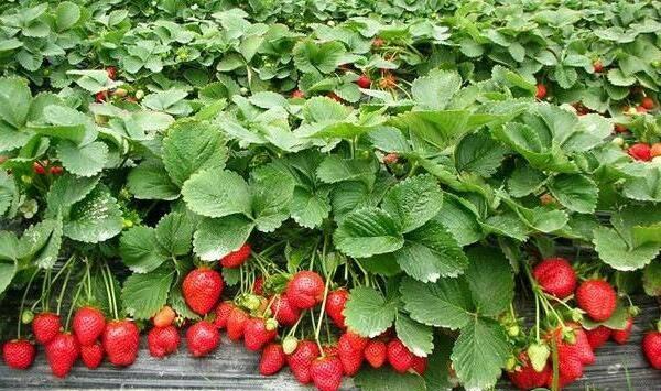 草莓异常果发病症状、形成原因及防治措施