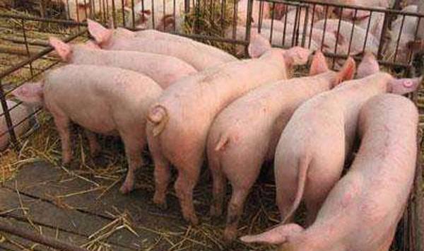 猪低温不吃食治疗方法