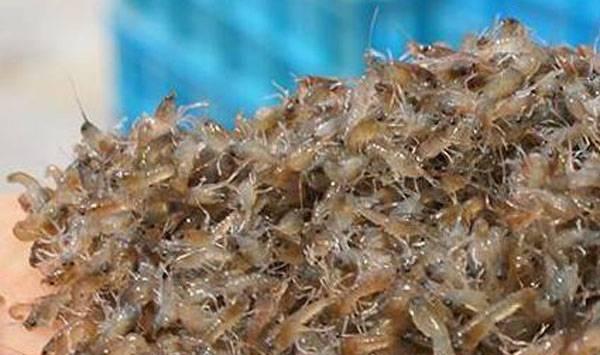 小龙虾苗种死亡原因