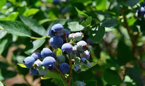 蓝莓栽培过程中需要注意的地方