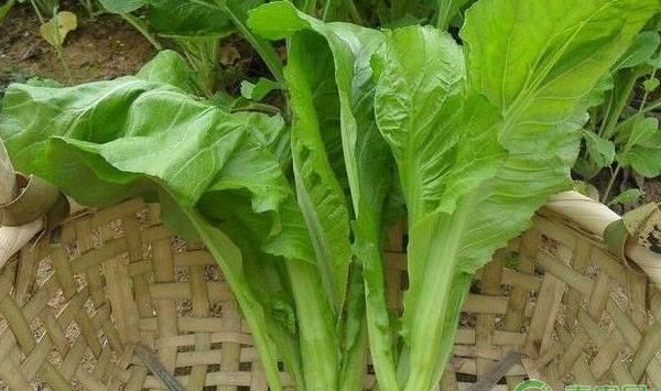 芥菜播种时间及高产种植技术要点