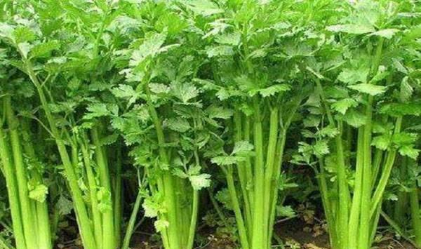 芹菜种植要点