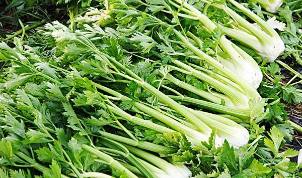 芹菜越冬期死苗的原因