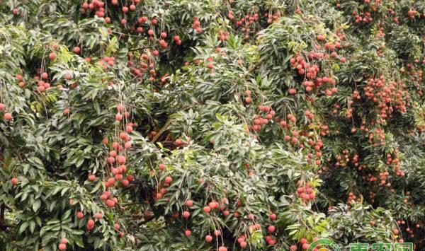 无公害荔枝有哪些优势？无公害荔枝高产栽培技术