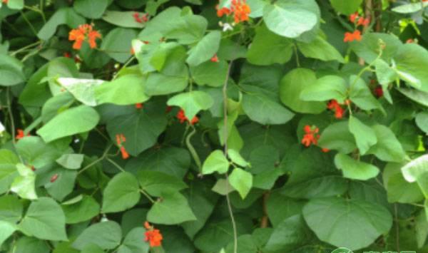 红花菜豆的高效栽培技术及病虫害防治措施