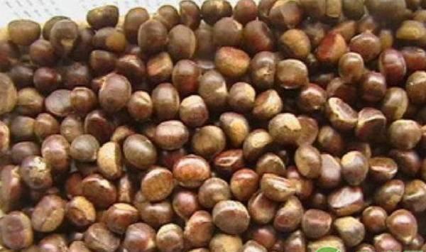 板栗建园方法及嫁接管理要点