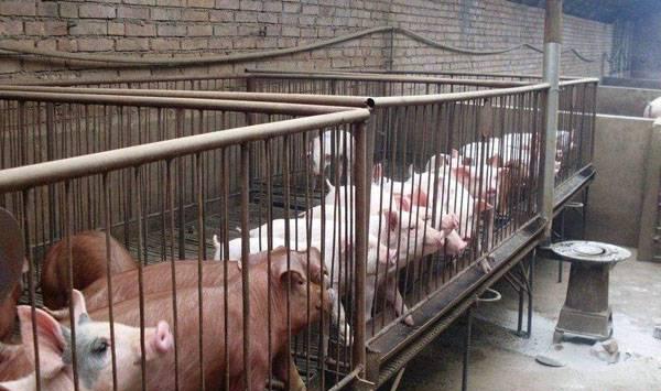 猪场空气质量差解决措施