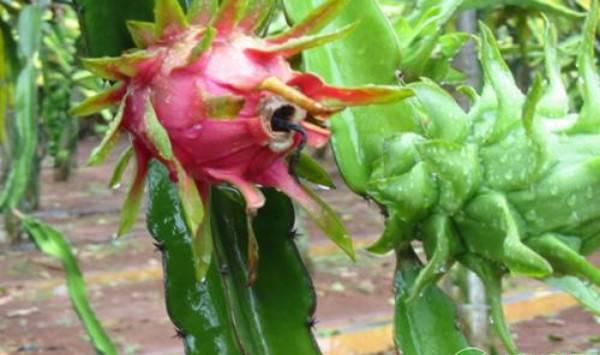 火龙果“金都一号”高效栽培管理技术