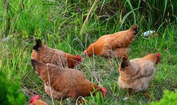 中药养鸡