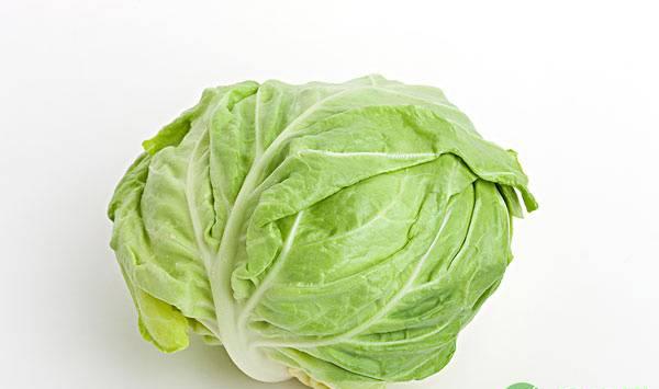 包菜种植管理