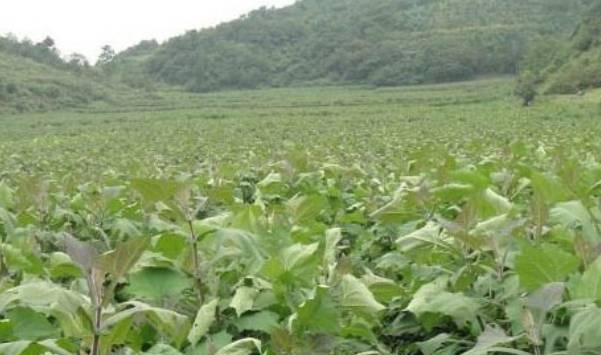 雪莲果的种植技术要点