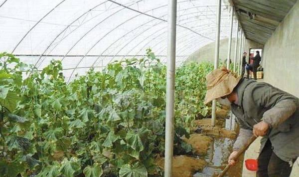 冬季蔬菜浇水预防措施