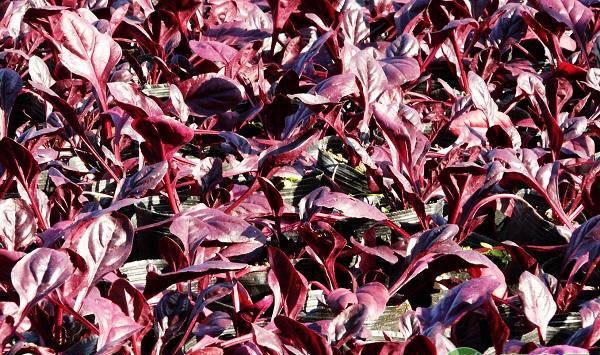 高产优质的甜菜如何栽培？老菜农说这三点很重要！