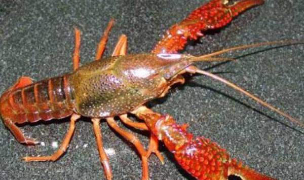 优质配合饲料有哪些特点？小龙虾优质颗粒饲料选购方法