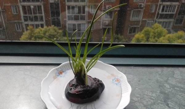 阳台种植马蹄要点