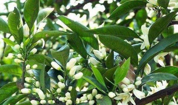 柑橘花芽分化