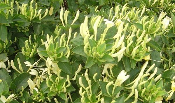 金银花“九丰一号”的特征特性及栽培技术