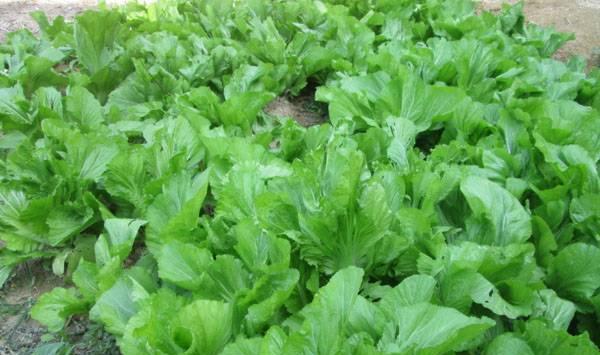 芥菜播种时间及高产种植技术要点