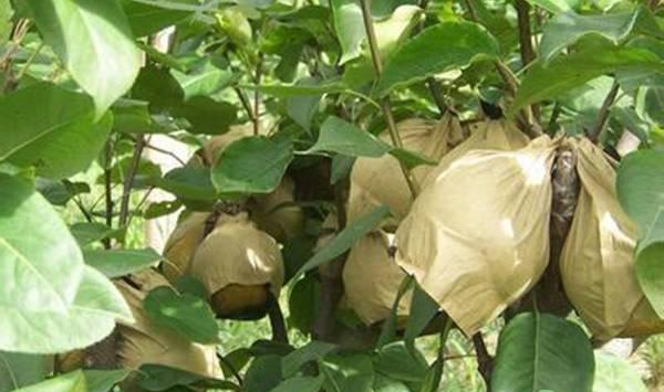 5月果树病虫发生特点与防治措施