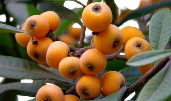 枇杷叶斑病发病规律