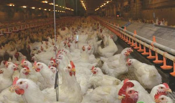 鸡舍产生霉菌的注意事项及解决措施