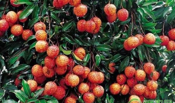 无公害荔枝有哪些优势？无公害荔枝高产栽培技术