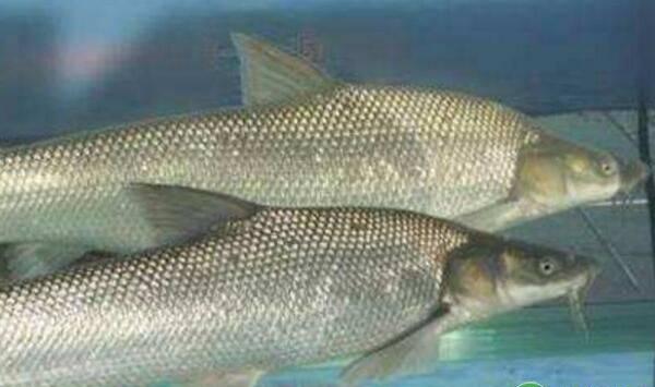 大鳞鲃箱体消毒、病害防治等受控式集装箱养殖要点