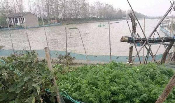 提高青虾养殖效益