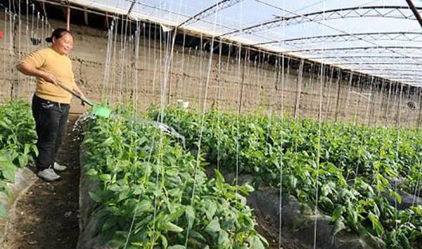 冬季蔬菜浇水伤根管理