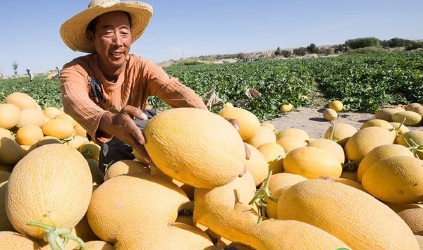 哈密瓜生长中、后期是哪个阶段？如何有效防治病害？