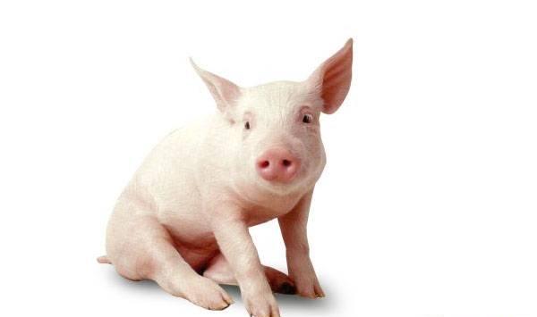 春季猪瘟、猪肺疫、猪传染性胃肠炎等疾病防治措施