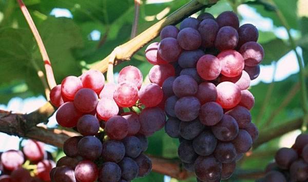 葡萄着色根系养护