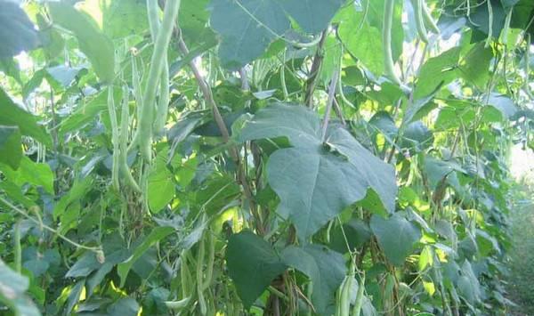 芸豆的高产种植技术要点