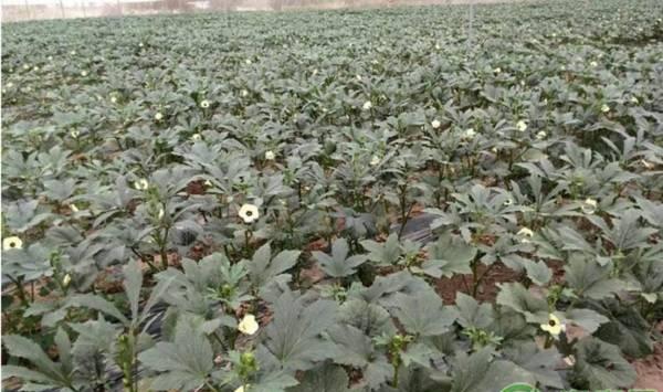 秋葵高产种植管理要点