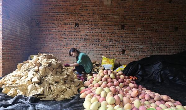 芒果套袋后的管理