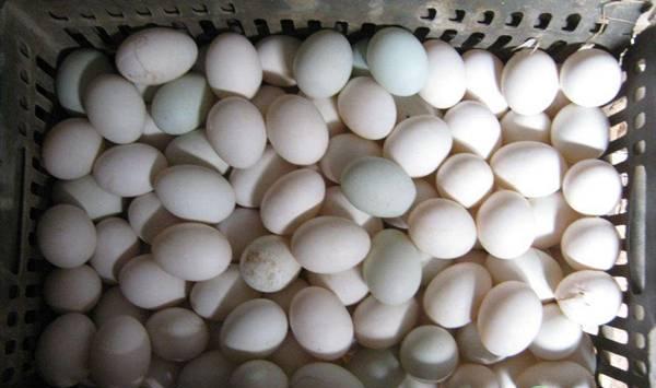 肉鸭冬季快速育肥技术