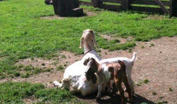 山羊放牧饲养有哪些好处？山羊放养管理及注意事项