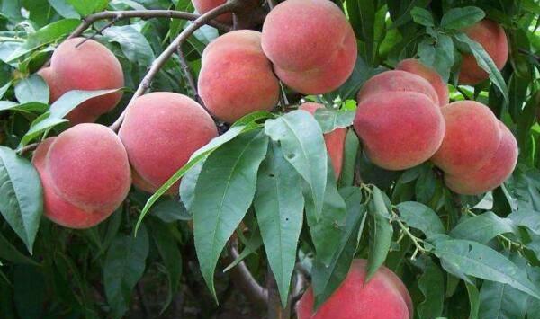 中华寿桃冻害发生原因及预防措施