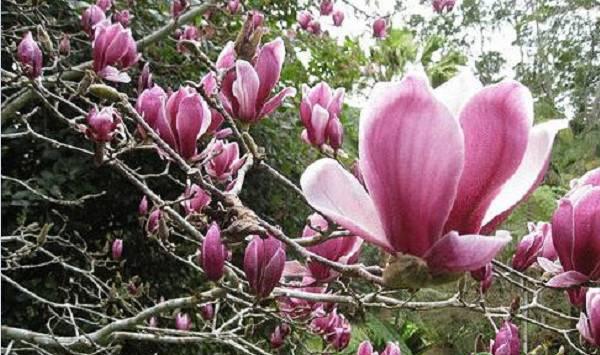 辛夷的标准化栽培管理技术要点