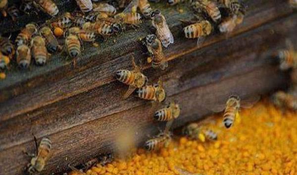 蜜蜂的优质高产养殖技术要点