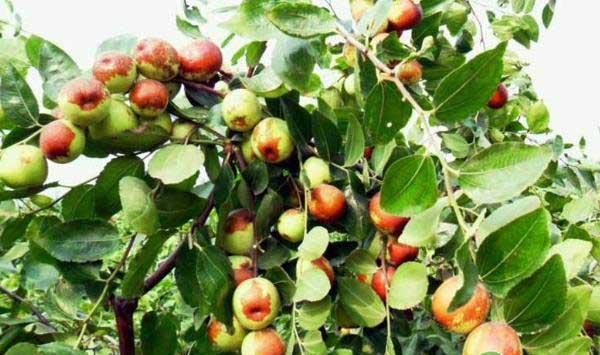 枣树早春管理的五大要点及注意事项