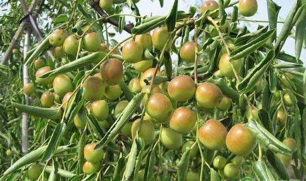 枣树早春管理的五大要点及注意事项