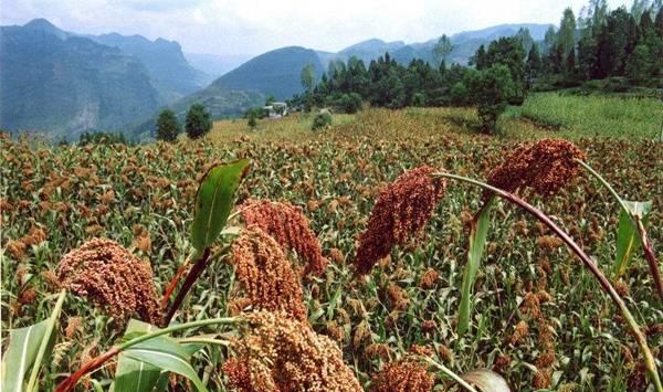 甜高粱高产种植技术要点