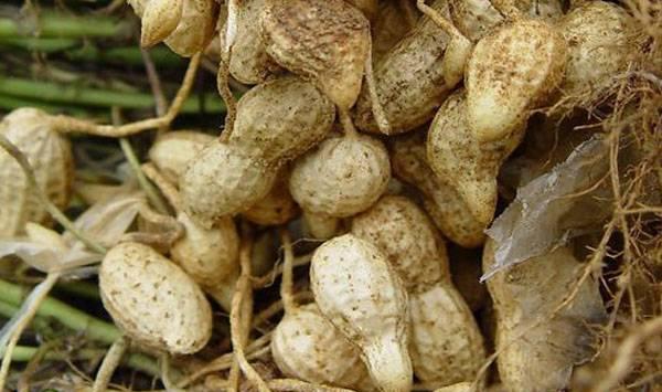 花生根结线虫防治措施