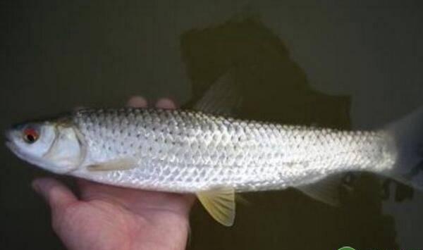 赤眼鳟鱼种规格、日常管理等无公害养殖技术
