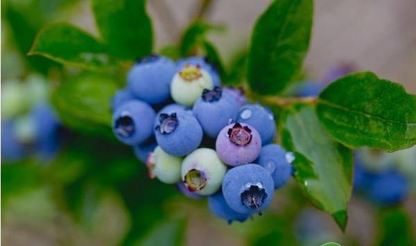 蓝莓栽培过程中需要注意的地方