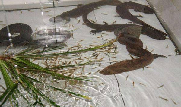 娃娃鱼养殖建池要求