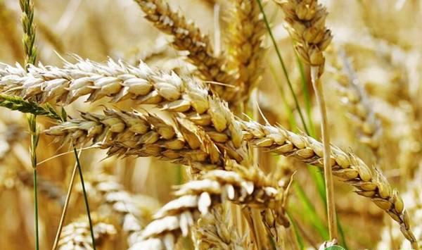 小麦缺肥症状正确识别方法