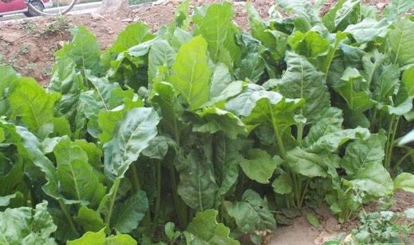 阳台根达菜的种植方法及管理要点