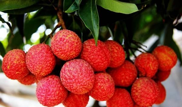 螺旋环剥在荔枝种植栽培中的应用